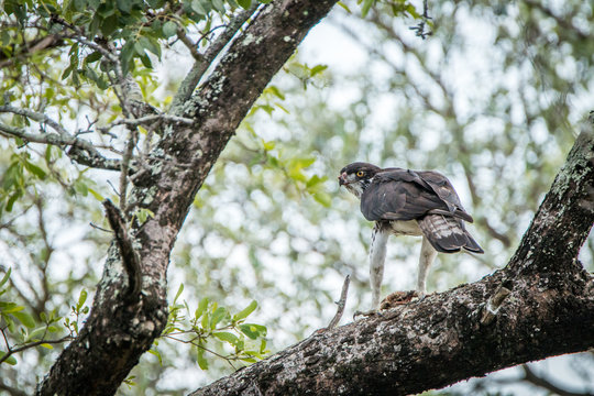 Martial eagle in a tree with a kill.