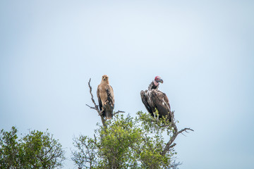 Tawny eagle and Lappet-faced vulture in a tree.
