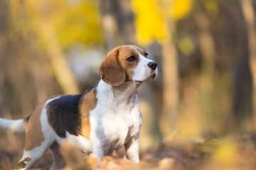 Portrait of Beagle dog at the forest