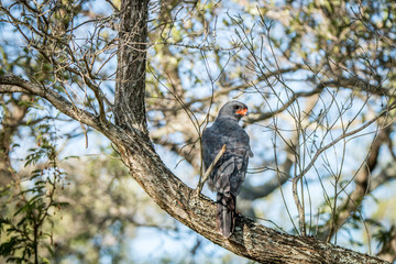 Dark chanting goshawk sitting on a branch.