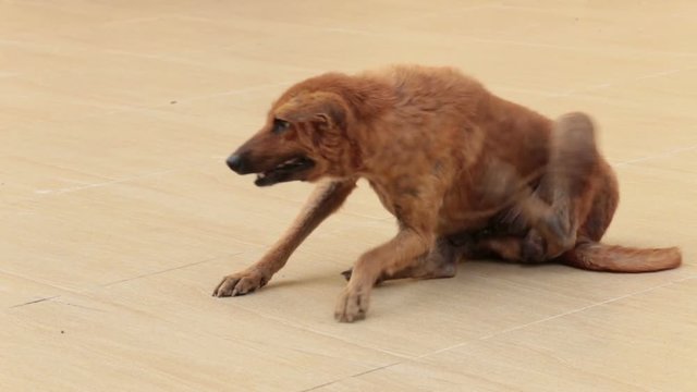 Mangy dog is scratching itch skin on the floor.
