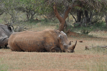 Fototapeta premium Rhino 