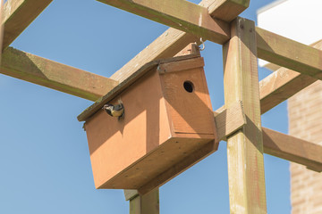 Tomtit leaves nest box