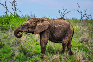 Fototapeta premium Wild Elephants