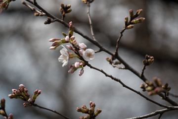 Sakura in Tokyo
