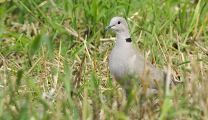 Eurasian Collared Dove