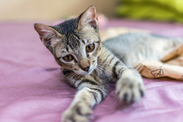 A domestic short hair cat,