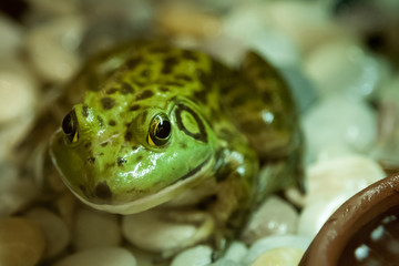 Green Frog.