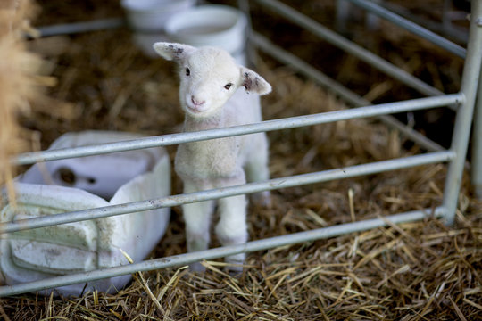 Portrait of little lamb on sheep farm - Powered by Adobe