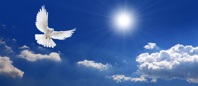 Frieden Taube mit Wolken und Sonne