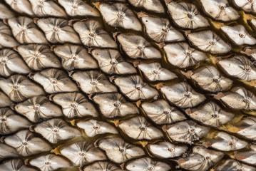 Sunflower seeds still on flower creating a patterned background