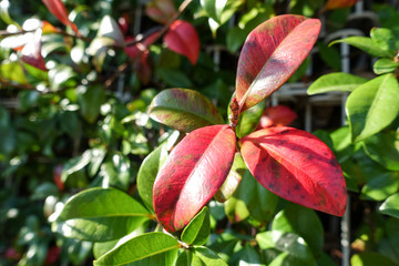 leaves turning red