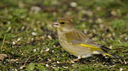 European Greenfinch