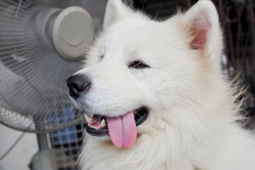 White Samoyed adult dog breed smiling with tongue out