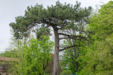 Fototapeta premium Green trees in the park