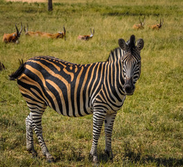 Zebra