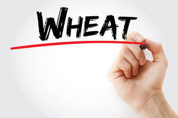 Hand writing Wheat with marker, concept background