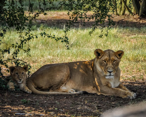 Lion 