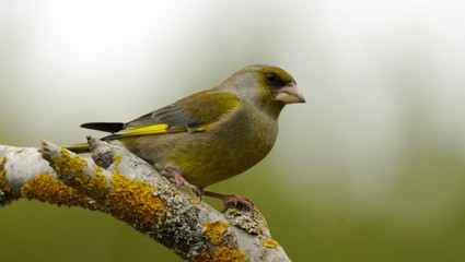 European Greenfinch