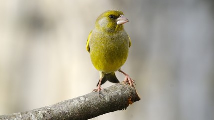 European Greenfinch
