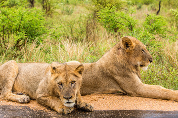 Afrika/Africa National Park