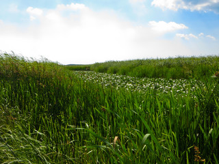 Dnieper marshes not far from Kremenchuk