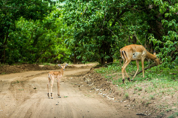 Afrika/Africa National Park