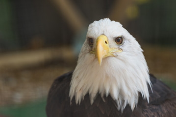 Bald Eagle (Haliaeetus leucocephalus) up close