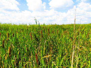 Mature flower spike of the reed plant