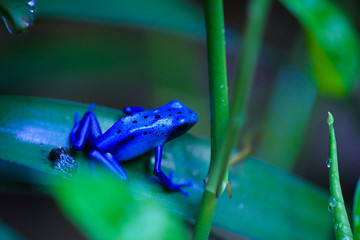 Blue Frog