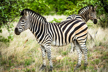 Afrika/Africa National Park