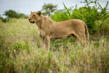 Afrika/Africa National Park