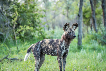 Starring African wild dog.