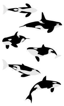 Les orques