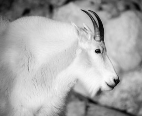 Rocky Mountain Goat
