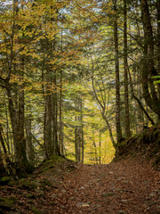 Pathway in the autumn forest