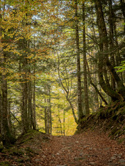 Obraz premium Pathway in the autumn forest