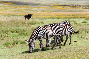 Fototapeta na wymiar Zebra grazing in the flowering savannah at Ngorongoro Crater Conservation Area, Tanzania. East Africa