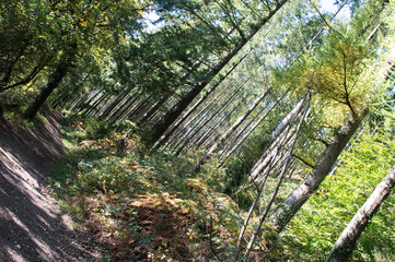 Naklejka premium Woodland forest path