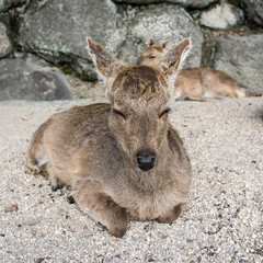 Deer grazing in  Miyajima island, Hiroshima, Japan