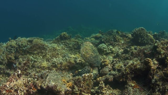 Hawksbill turtle on a Coral reef while eating. 4k footage