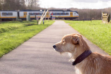 brown dog at railway crossing