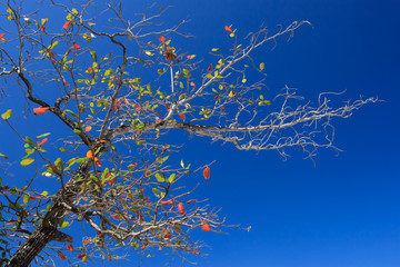 Sea Almond tree with blue sky.