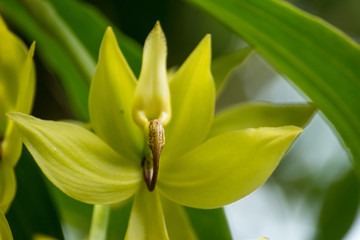The green orchids,Colourful in nature