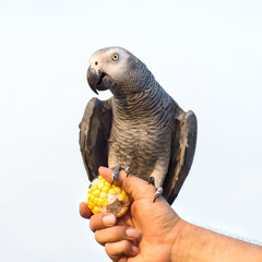 Obraz premium African Grey Parrot