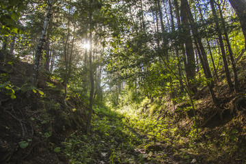 Fototapeta na wymiar Summer sun in a green forest