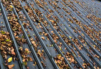 Iron roof of a building with lots of autumn leaves falling on it. There are grey, brown, green and...