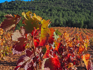 Naturally dusty cluster of Spanish black grapes