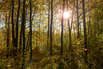 autumn forest with sun and blue sky