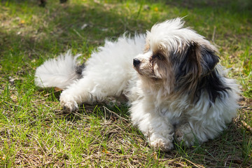 Biewer yorkshire terrier